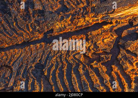 Traces of European spruce bark beetle on a tree bark Stock Photo