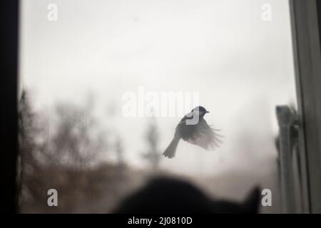 Bird outside the window. The kitten looks at the bird. A fabulous moment of flying behind glass. Stock Photo