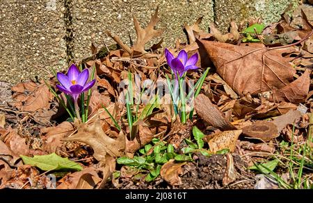 The first sign of Spring, two beautiful purple crocus. Coming up from the leaves.In the iris family, are cultivated for their showy, solitary flowers. Stock Photo