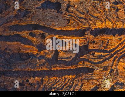 Traces of European spruce bark beetle on a tree bark Stock Photo