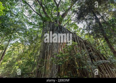 Big “Curtain” Fig Tree in the Rainforest of Atherton Tablelands, Yungaburra, Queensland, Australia.