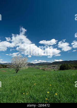 Overview of the Pradiei di Sarnonico and Cavareno plateau, Valle di Non valley, Trentino, Italy, Europe Stock Photo