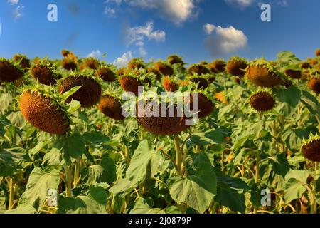 abgeblühte Sonnenblumen, Helianthus annuus, auf einem Sonnenblumenfeld, angebaut zur Produktion von Sonnenblumenkernen und zur Gewinnung von Sonnenblu Stock Photo