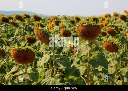 abgeblühte Sonnenblumen, Helianthus annuus, auf einem Sonnenblumenfeld, angebaut zur Produktion von Sonnenblumenkernen und zur Gewinnung von Sonnenblu Stock Photo