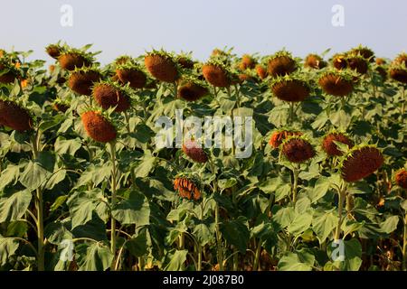 abgeblühte Sonnenblumen, Helianthus annuus, auf einem Sonnenblumenfeld, angebaut zur Produktion von Sonnenblumenkernen und zur Gewinnung von Sonnenblu Stock Photo