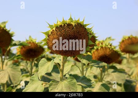 abgeblühte Sonnenblumen, Helianthus annuus, auf einem Sonnenblumenfeld, angebaut zur Produktion von Sonnenblumenkernen und zur Gewinnung von Sonnenblu Stock Photo