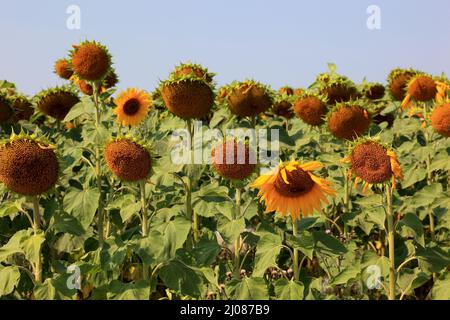 abgeblühte Sonnenblumen, Helianthus annuus, auf einem Sonnenblumenfeld, angebaut zur Produktion von Sonnenblumenkernen und zur Gewinnung von Sonnenblu Stock Photo