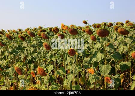 abgeblühte Sonnenblumen, Helianthus annuus, auf einem Sonnenblumenfeld, angebaut zur Produktion von Sonnenblumenkernen und zur Gewinnung von Sonnenblu Stock Photo