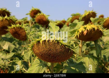 abgeblühte Sonnenblumen, Helianthus annuus, auf einem Sonnenblumenfeld, angebaut zur Produktion von Sonnenblumenkernen und zur Gewinnung von Sonnenblu Stock Photo