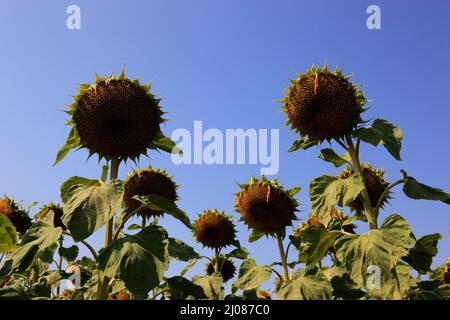 abgeblühte Sonnenblumen, Helianthus annuus, auf einem Sonnenblumenfeld, angebaut zur Produktion von Sonnenblumenkernen und zur Gewinnung von Sonnenblu Stock Photo