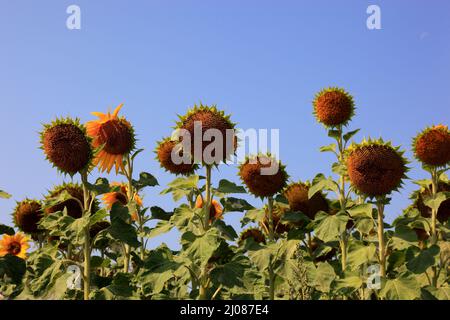 abgeblühte Sonnenblumen, Helianthus annuus, auf einem Sonnenblumenfeld, angebaut zur Produktion von Sonnenblumenkernen und zur Gewinnung von Sonnenblu Stock Photo