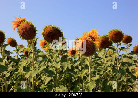 abgeblühte Sonnenblumen, Helianthus annuus, auf einem Sonnenblumenfeld, angebaut zur Produktion von Sonnenblumenkernen und zur Gewinnung von Sonnenblu Stock Photo