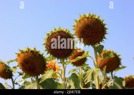 abgeblühte Sonnenblumen, Helianthus annuus, auf einem Sonnenblumenfeld, angebaut zur Produktion von Sonnenblumenkernen und zur Gewinnung von Sonnenblu Stock Photo