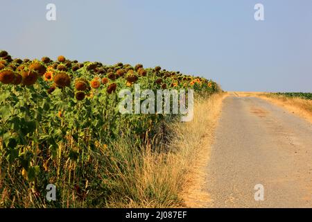 abgeblühte Sonnenblumen, Helianthus annuus, auf einem Sonnenblumenfeld, angebaut zur Produktion von Sonnenblumenkernen und zur Gewinnung von Sonnenblu Stock Photo