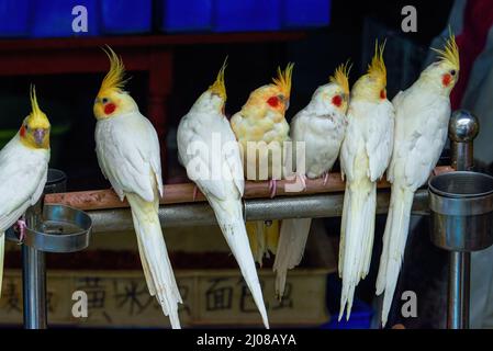 Row of white parrots standing on branch Stock Photo