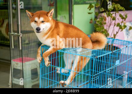 A cute Shiba Inu standing on a cage in a pet store Stock Photo