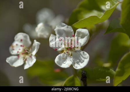 Horticulture of Gran Canaria - White flowers of pear tree Stock Photo