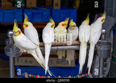 Row of white parrots standing on branch Stock Photo