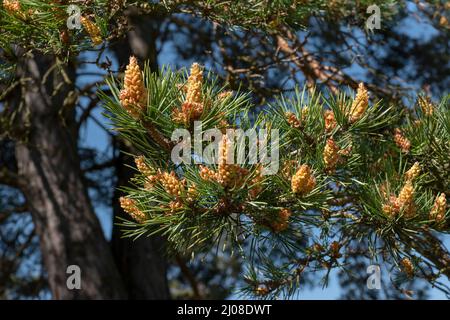 Male blossoms of a Scots pine (Pinus sylvestris) Stock Photo