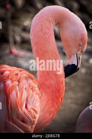 Chilean Flamingos Calgary Zoo Alberta Stock Photo
