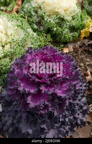 colorful plants of ornamental Kale  in a flowerbed Stock Photo