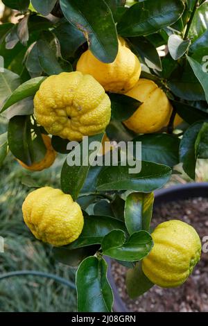 Citrus limon mellarosa branch close up Stock Photo