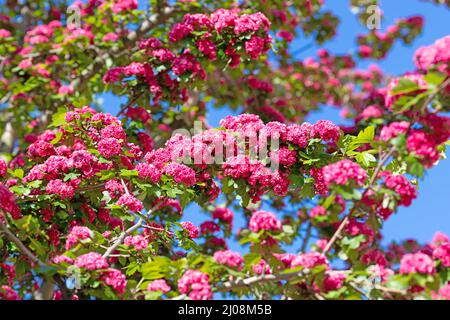 Flowering hawthorn ,Crataegus laevigata, in spring Stock Photo