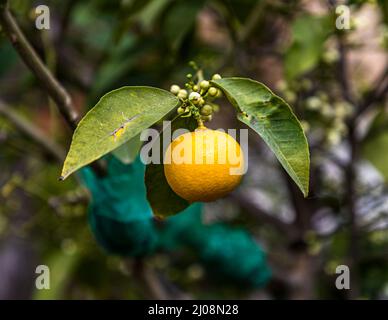 A ripe, orange-coloured citrus fruit hangs among unripe buds on a tree in the garden of the Delcraft ecovillage project in Büyükkonuk (Komi Kebir), Turkish Republic of Northern Cyprus (TRNC). Stock Photo