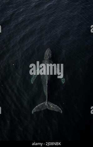 Aerial shot of a humpback whale swimming above the surface in the cold ...