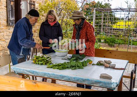A man sorts freshly harvested wild greens together with journalist Angela Berg (centre) and Lois Cemal (right) at a table at the Delcraft farm in Büyükkonuk (Komi Kebir), Turkish Republic of Northern Cyprus (TRNC). Stock Photo