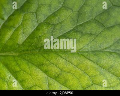 Leaf with veins, yellow green background texture. Stock Photo