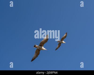 Gulls flying over a blue sky. Stock Photo