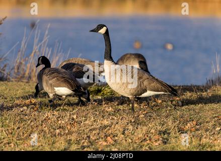 Winter Geese - A gaggle of Canadian Geese feeding on a lawn at side of a small pond on a winter evening. Bear Creek Greenbelt Park, Lakewood, CO, USA. Stock Photo