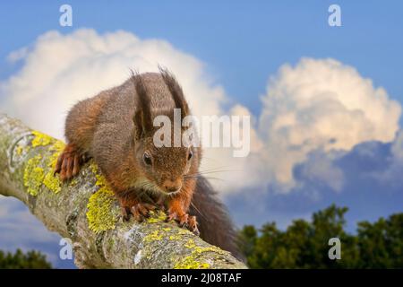 Eurasian red squirrel (Sciurus vulgaris) with large ear-tufts on tree branch and approaching thunder clouds in the distance. Digital composite Stock Photo