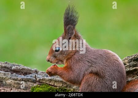 Cute Eurasian red squirrel (Sciurus vulgaris) with large ear-tufts eating hazelnut / nut from food cache hidden in tree stump in early spring Stock Photo