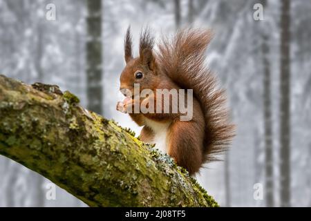 Eurasian red squirrel (Sciurus vulgaris) with large ear-tufts on tree branch eating hazelnut / nut from food cache in forest covered in snow in winter Stock Photo