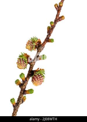 Tiny, baby pine cones - female flowers of the larch tree. Stock Photo