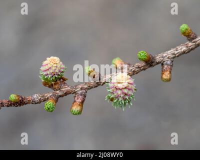 Tiny, baby pine cones - female flowers of the larch tree. Stock Photo