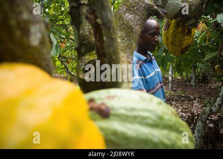Cocoa farmer surveying his farm, Côte d'Ivoire Stock Photo
