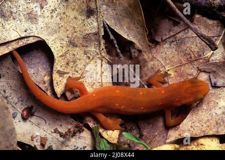Eastern newt (Notophthalmus viridescens)  on forest floor Stock Photo
