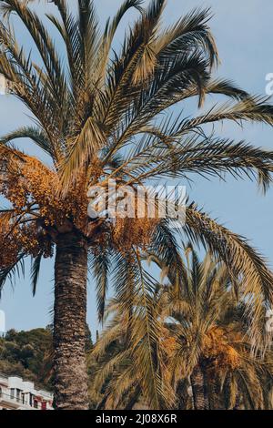 Low angle view of palm trees with nuts on a street in Nice, France. Stock Photo