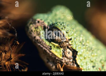 Dryophytes Color Gray tree frog (Dryophytes versicolor) up close Stock Photo - Alamy