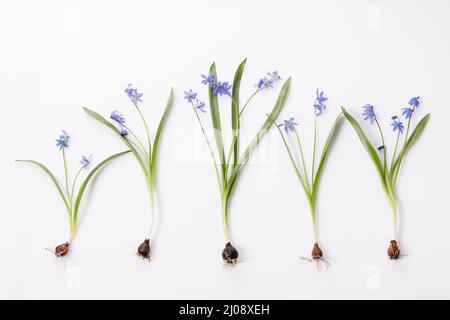 Spring frame of small flowers and daisy, floral arrangement Stock Photo