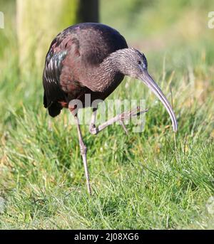 A Glossy Ibis A Rare Bird In Gloucestershire UK Stock Photo Alamy a-glossy-ibis-a-rare-bird-in-gloucestershire-uk-stock-photo-alamy