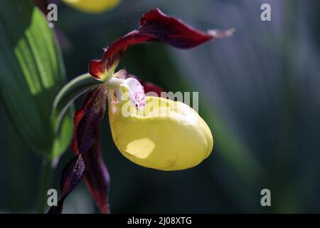Lady Slipper (Cypripedium calceolus ) flower (backlit) in the protected nature area, Schaffhausen, Switzerland Stock Photo
