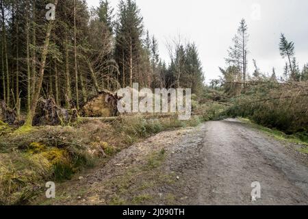 Fallen, uprooted pine trees along access road. Storm damage. Stock Photo