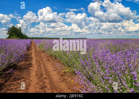 Lavender flower scented fields in endless rows. Day view with fluffy clouds. Stock Photo