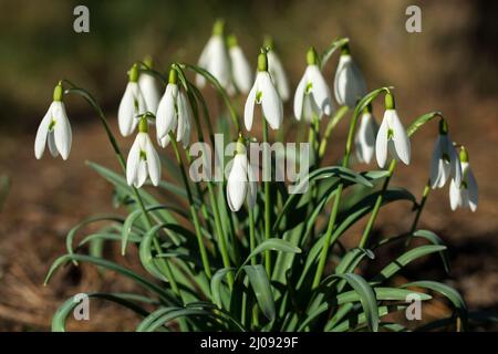 A clump of snowdrops blooming in early spring Stock Photo