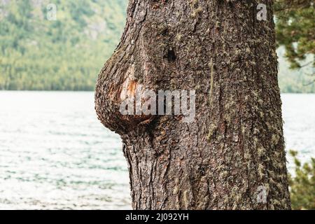 neoplasm or burl on the trunk of a pine tree in the forest. The concept of nature health and forestry and wood quality Stock Photo