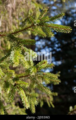 Picea abies, the Norway spruce or European spruce, is a species of spruce native to Northern, Central and Eastern Europe.. Stock Photo